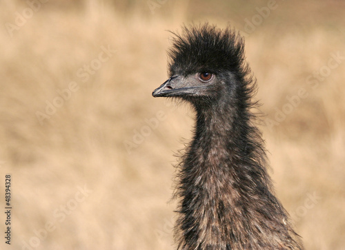 Photo: Emu Close up Emu Close up