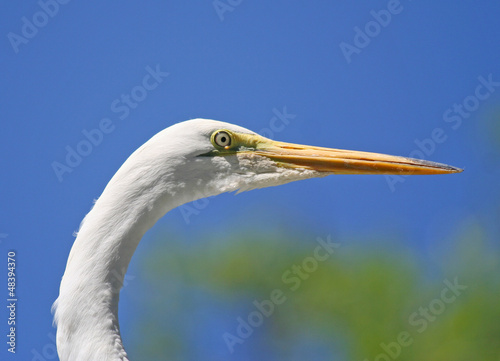 Photo: Egret Head Shot Egret Head Shot