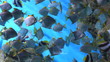 tropical Fish on a coral reef