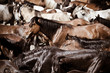 Photo: Horses Horses