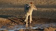 Black-backed Jackal drinking water, Kalahari desert