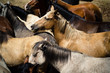 Photo: Horses Horses