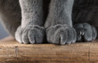 Pussyfoot