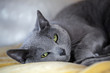 Russian blue Cat