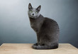 Russian blue Cat