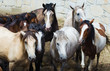 Photo: Horses Horses