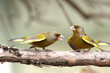 Two greenfinch male