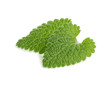 Photo: mint isolated on white mint isolated on white