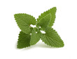 Photo: mint isolated on white mint isolated on white
