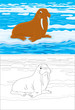 Vector: Walrus Walrus