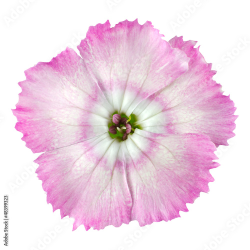 Photo: Macro of Pinks White wild flower Isolated on White Macro of Pinks White wild flower Isolated on White