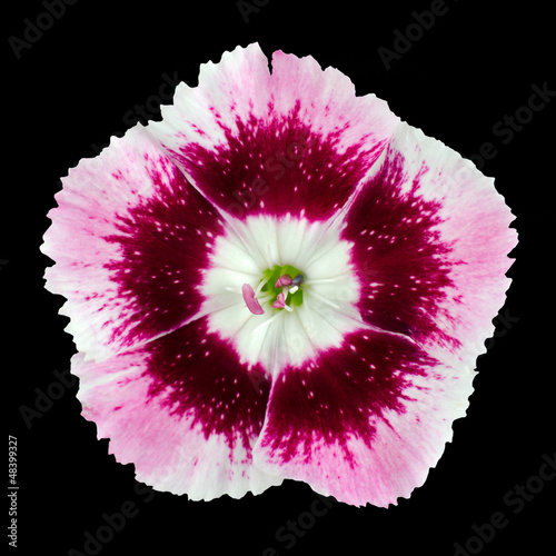 Photo: Pinks wild flower isolated on black Pinks wild flower isolated on black