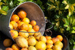 mallorquinisches Obst - Lemonen und Orangen