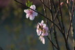 Windy cherry flower in spring time.