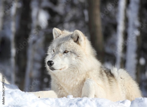 Photo: loup arctique relaxant loup arctique relaxant