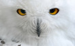 white polar owl sitting on a stick in the zoo