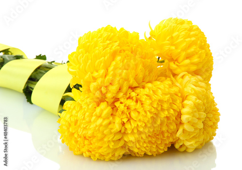 Photo: bright yellow chrysanthemums, isolated on white bright yellow chrysanthemums, isolated on white