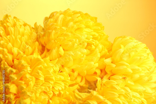Photo: bright chrysanthemums flowers, on yellow background bright chrysanthemums flowers, on yellow background