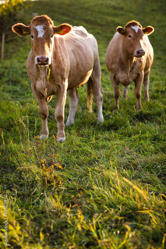Photo: Cows grazing on a lovely green pasture Cows grazing on a lovely green pasture