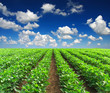Photo: Green rows on the field. Agricultural composition Green rows on the field. Agricultural composition