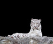 WHITE TIGER