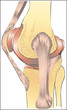 Kniegelenk