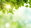 spring background