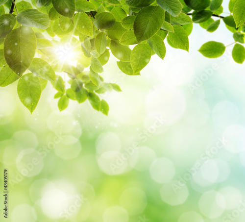 Photo: spring background spring background