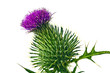 Milk thistle flower head isolated on white.