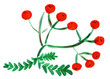 Watercolor rowan berries with leaves