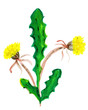 Dandelions flowers, watercolor background