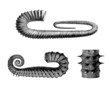 Prehistory - Fossil : Mollusc (Cretaceus)