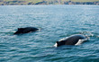 Humpback whales