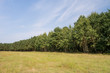 baumreihe sommer