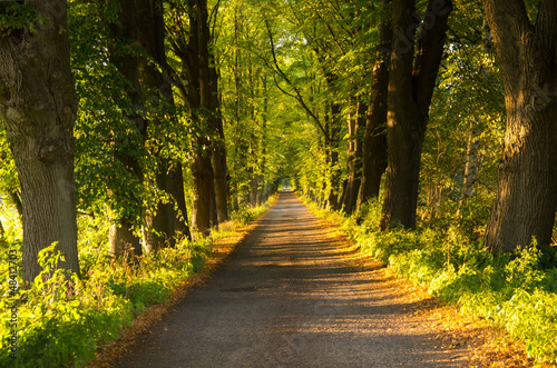Photo: allee sommer allee sommer