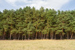 waldbeginn