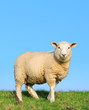 canvas print picture - Sheep standing on seawall