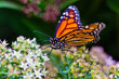 Monarchfalter (Danaus plexippus)
