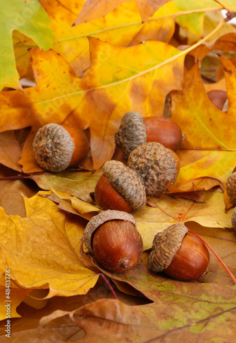 Photo: brown acorns on autumn leaves, close up brown acorns on autumn leaves, close up
