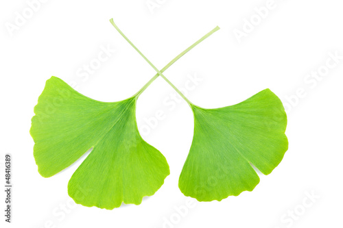 Photo: ginkgo biloba leaves ginkgo biloba leaves