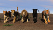 animaux sauvage animaux sauvage