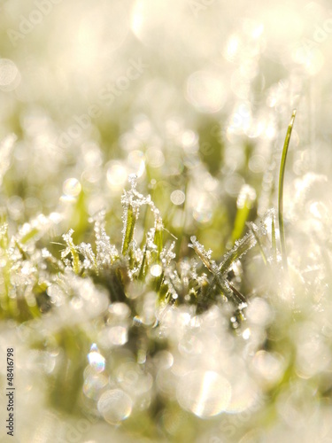 Photo: grass frost grass frost