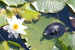 Snapper and water lily