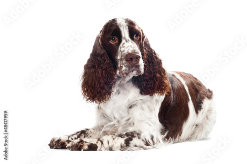 Photo: springer spaniel dog isolated springer spaniel dog isolated