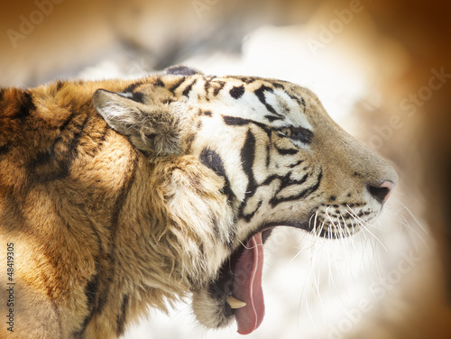 Photo: tiger tiger
