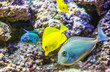 Zierfische