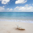 coquillage bénitier sur plage