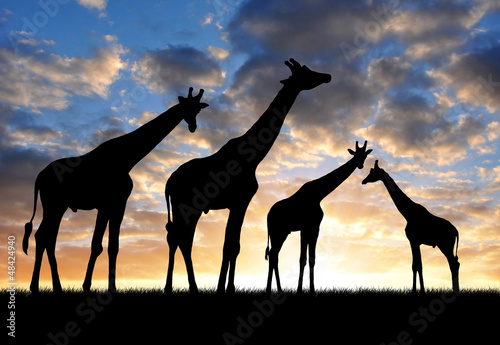 Photo: herd of giraffes in the sunset herd of giraffes in the sunset