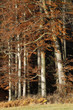 Foto: Herbstlicher Buchenwald Herbstlicher Buchenwald