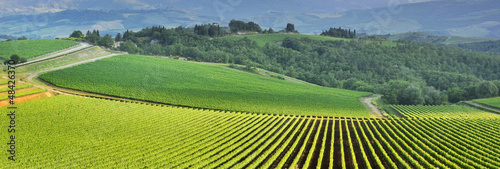 Photo: Vista panoramica di un vigneto nella verde campagna toscana Vista panoramica di un vigneto nella verde campagna toscana